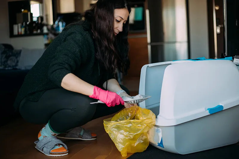 How Often Should You Scoop Cat Litter?