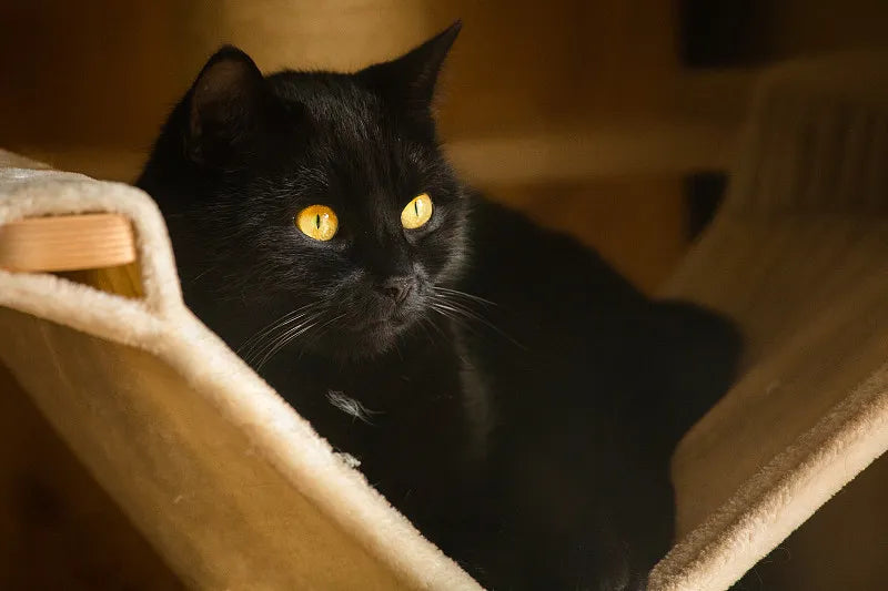 Cat Hammock