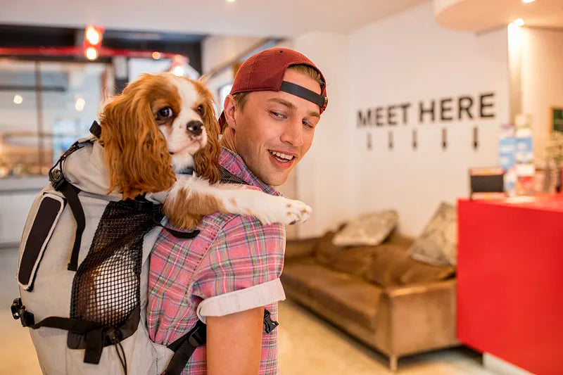 Pet Travel Backpacks