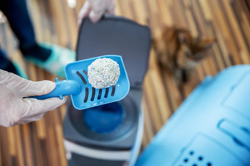 How Often Should You Scoop Cat Litter?