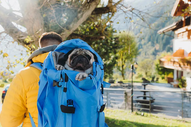 Pet Travel Backpacks
