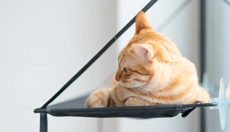 Cat Hammock