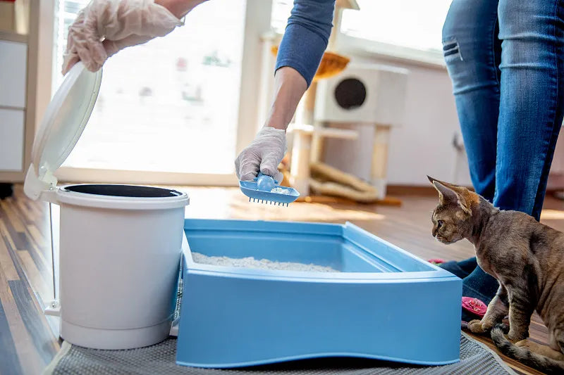 How Often Should You Scoop Cat Litter?