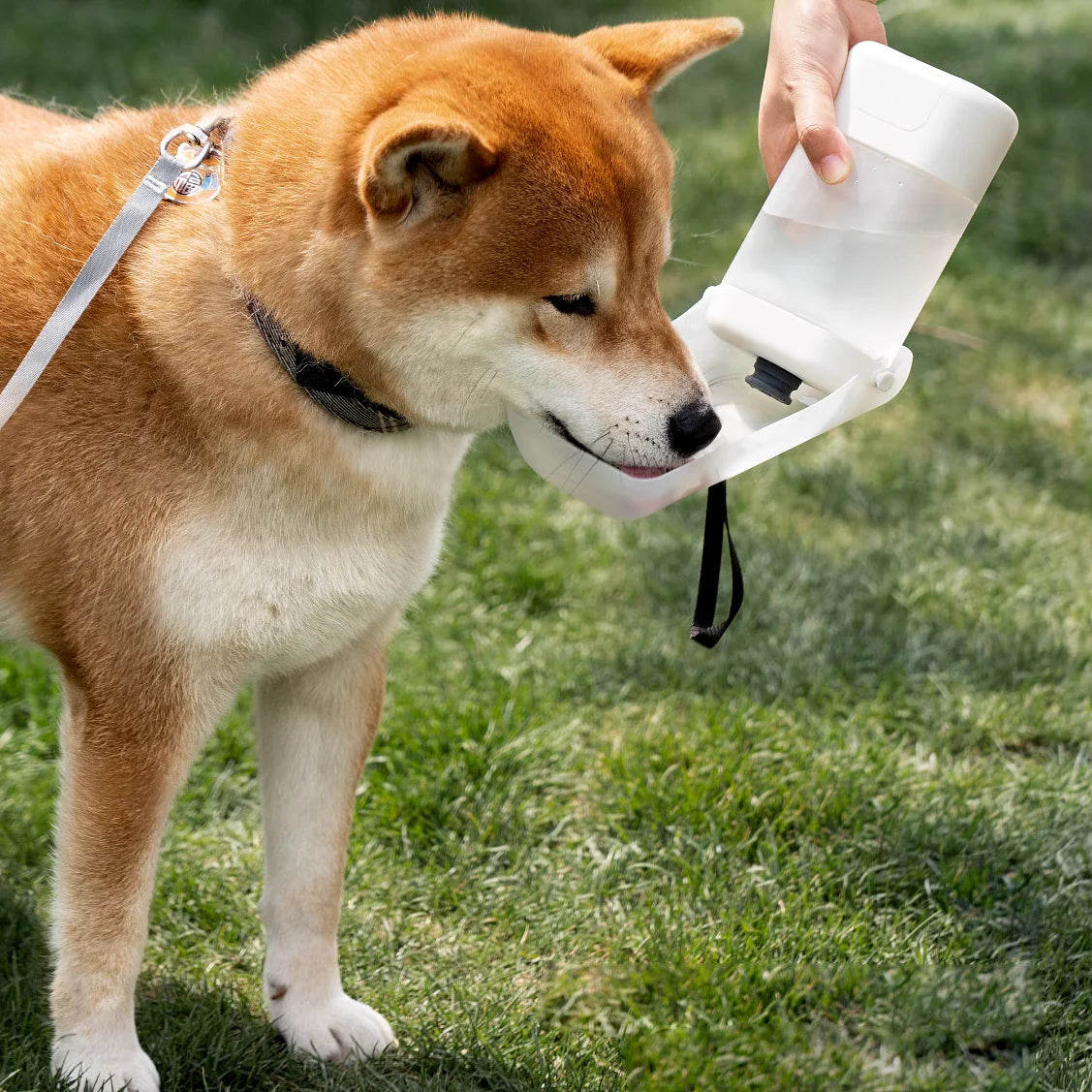 Outdoor Portable Pet Water Bowl 2