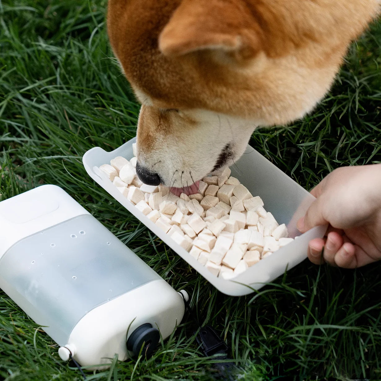 Pet Water Bowl