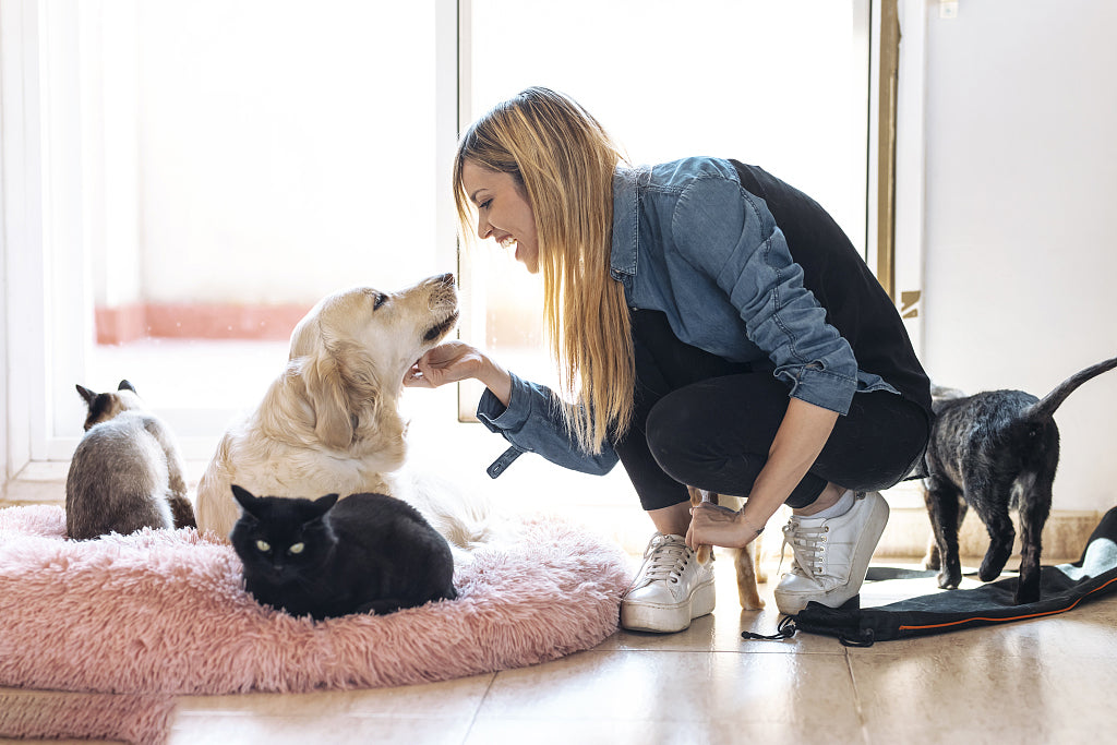 What Size Pet Bed Should I Buy Pet Supplies,Pet Stores