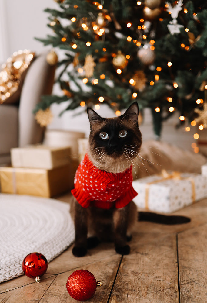 Can cats wear clothes Pet Supplies,Pet Stores