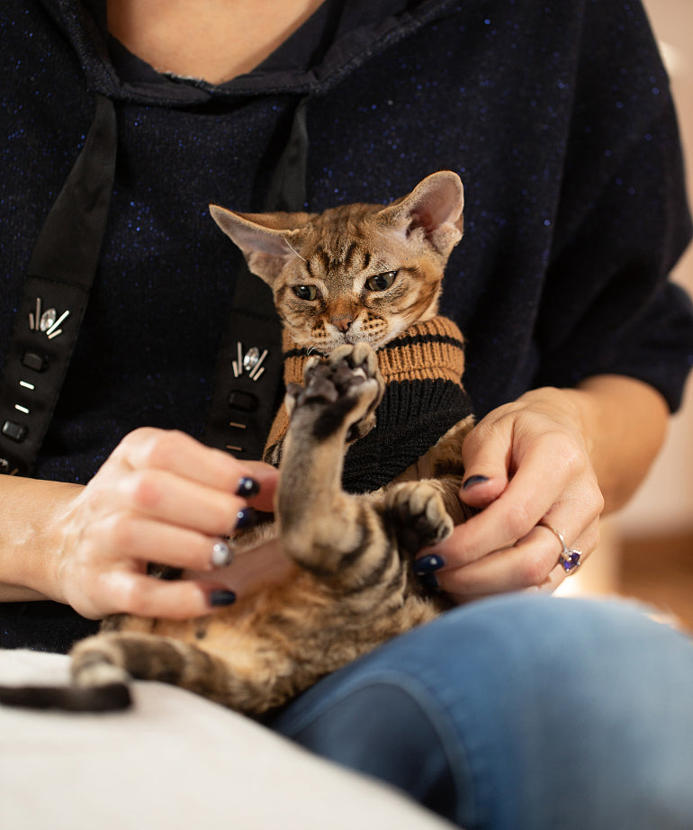 Can cats wear clothes Pet Supplies,Pet Stores