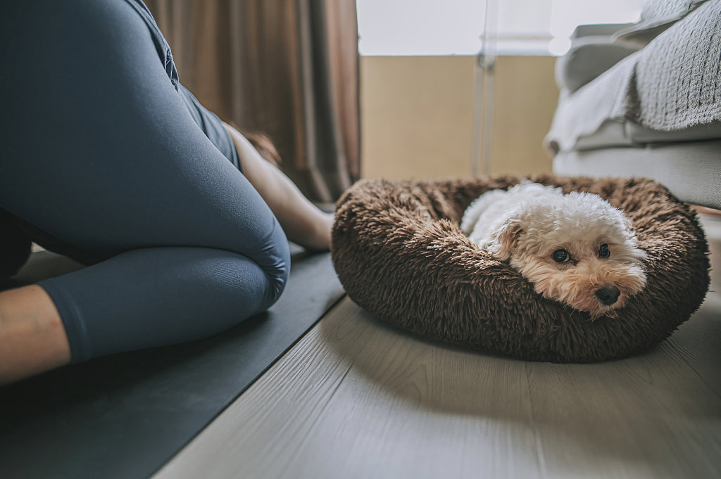 what size pet bed should i buy